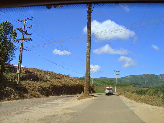 Arvore no meio da estrada de Monte Verde