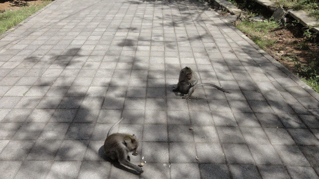 macacos no templo de Uluwatu