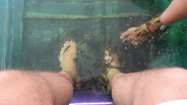 fish SPA