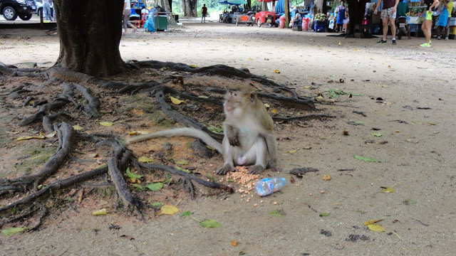 Macacos na Tailândia 