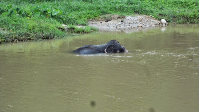 elefante tailândia