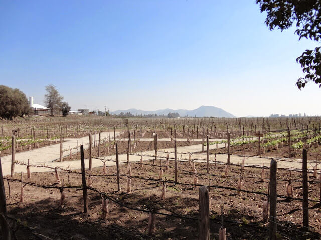 Passeio a Vinícola Concha y Toro