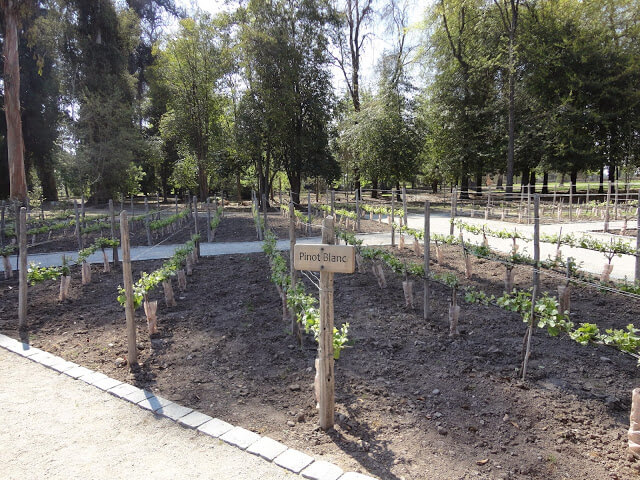 campos de cultivo de uva