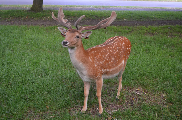 Phoenix Park