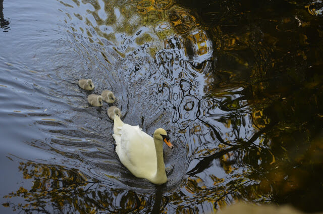 St Stephen's Green Dublin