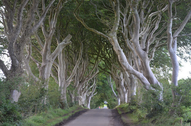 estrada das árvores (Dark Hedges) na Irlanda do Norte