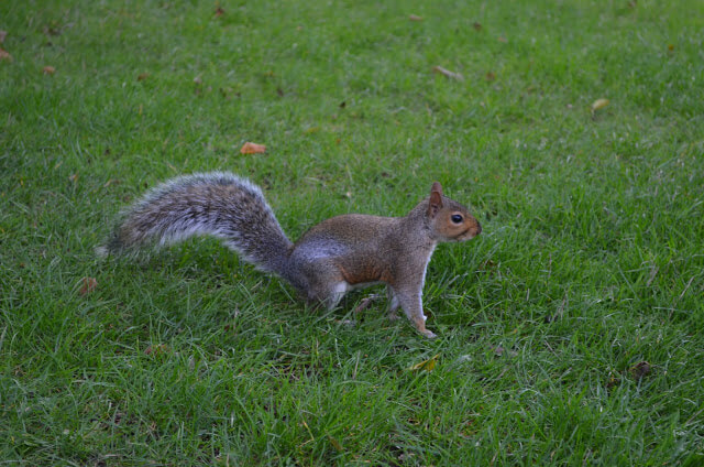 Hyde Park Londres