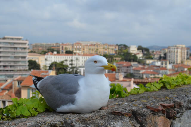 Cannes na França