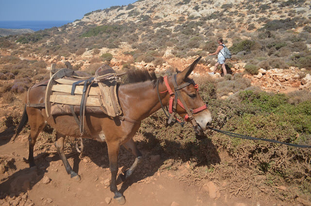 Donkey Taxi