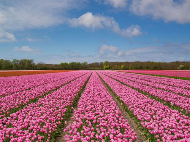 Campos de Tulipas, foto do Blog Holandesando