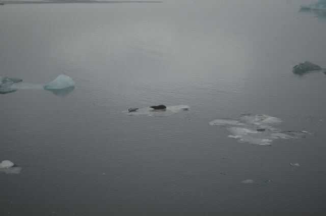 Focas no Glacial Jökulsárlón na Islândia