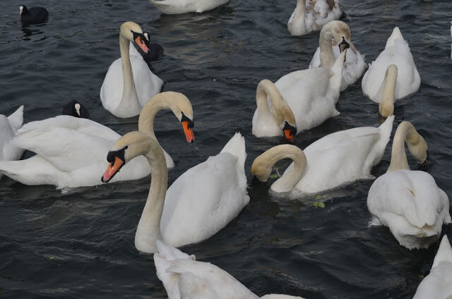 Cisne no Lago de Zurique (Zürichsee)