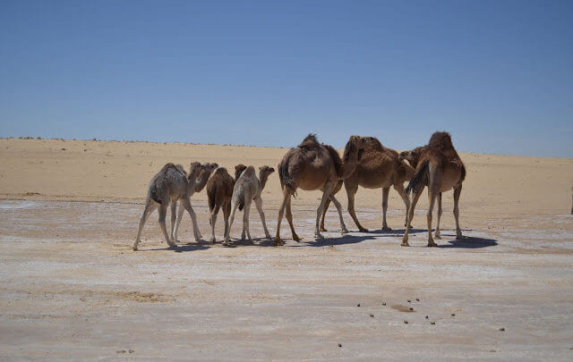 Camelos na Tunísia