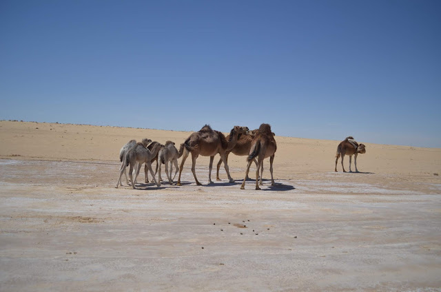 Camelos selvagens no deserto do Sahara