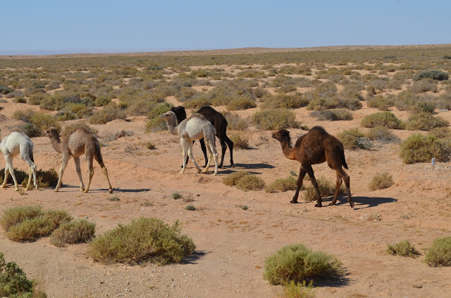 Camelos no deserto