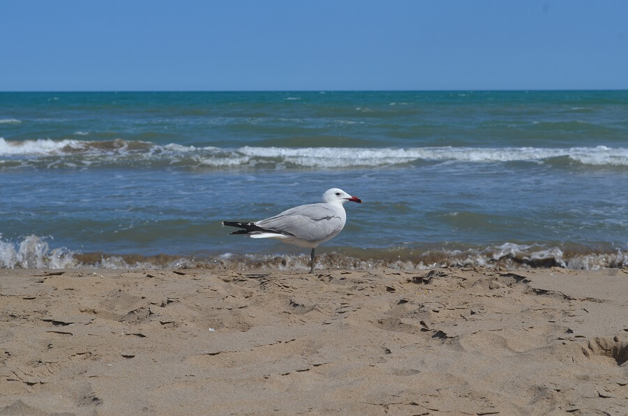 avistar pájaros