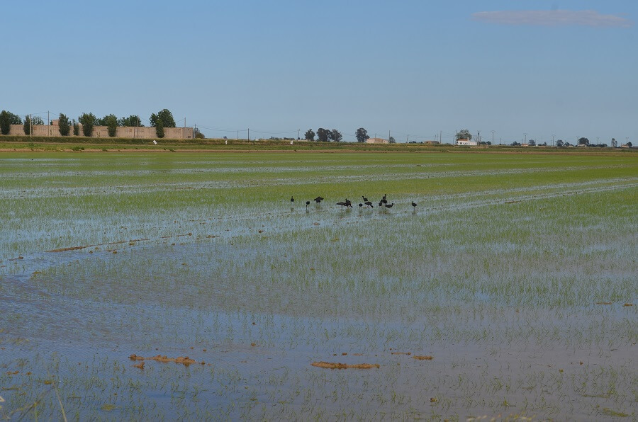 Plantación de arroz