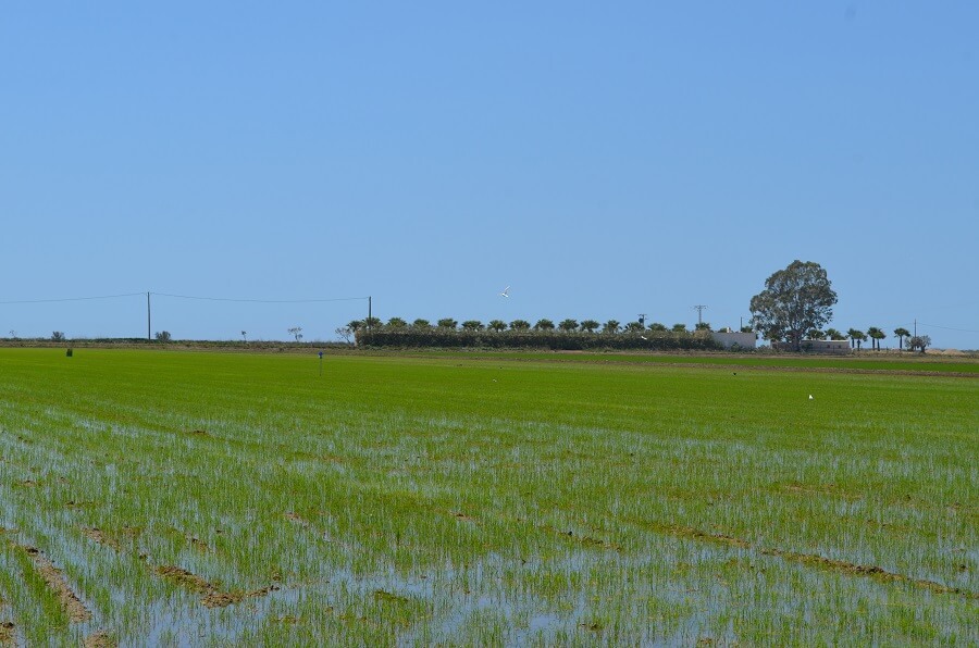 Plantación de arroz